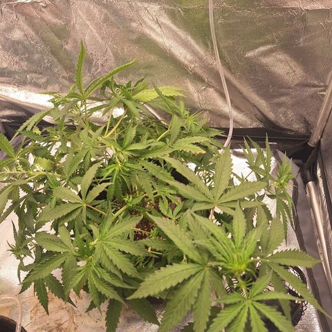 Bruce Banner Auto #1 growlog photo: Após amarrações.