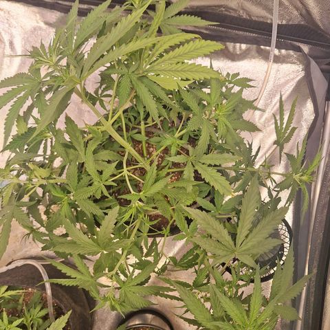 Bruce Banner Auto #1 growlog photo: Após amarrações.