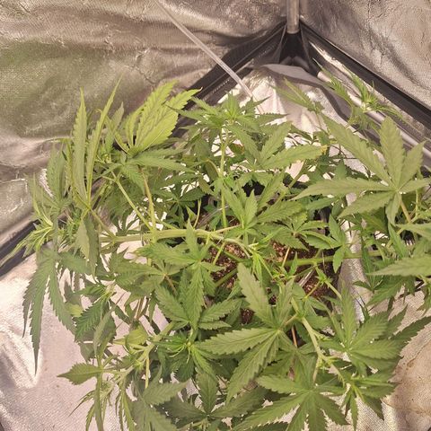 Bruce Banner Auto #1 growlog photo: Após amarrações.