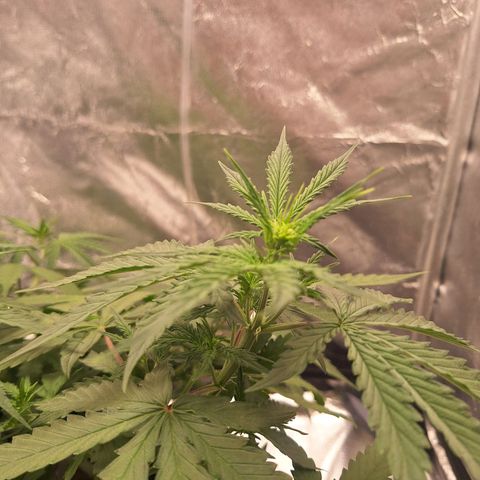 Bruce Banner Auto #1 growlog timeline photo