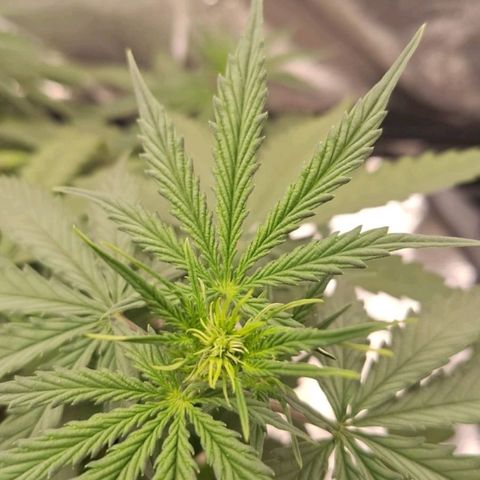 Bruce Banner Auto #1 growlog timeline photo