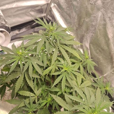 Bruce Banner Auto #1 growlog timeline photo