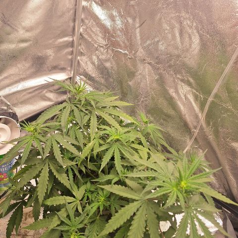 Bruce Banner Auto #1 growlog timeline photo