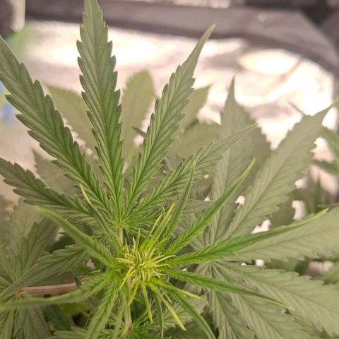 Bruce Banner Auto #1 growlog timeline photo