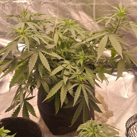 Bruce Banner Auto #1 growlog timeline photo