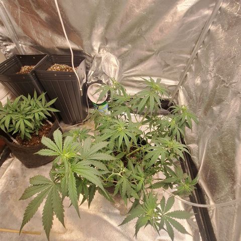 Bruce Banner Auto #1 growlog timeline photo