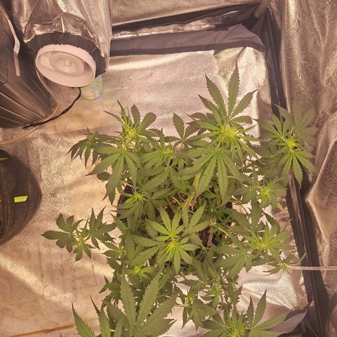 Bruce Banner Auto #1 growlog timeline photo