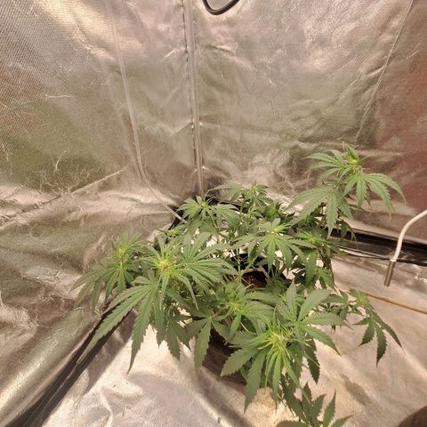 Bruce Banner Auto #1 growlog timeline photo