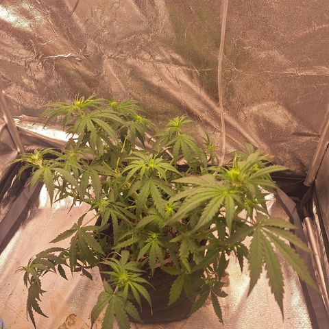 Bruce Banner Auto #1 growlog timeline photo