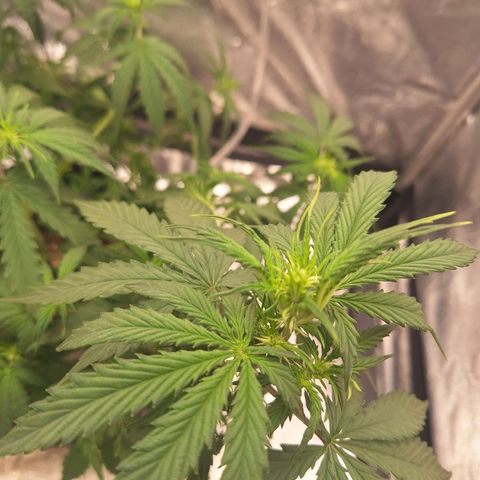 Bruce Banner Auto #1 growlog timeline photo