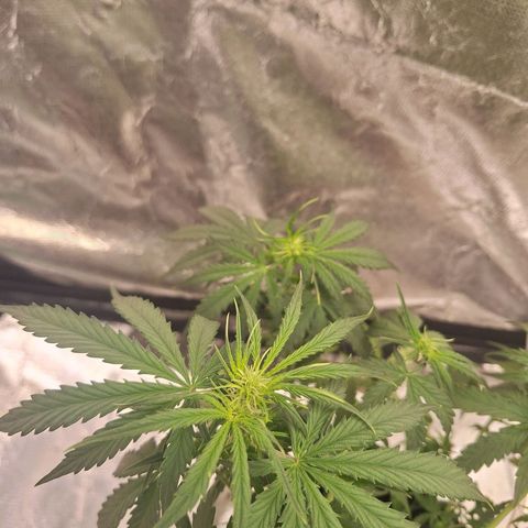 Bruce Banner Auto #1 growlog timeline photo
