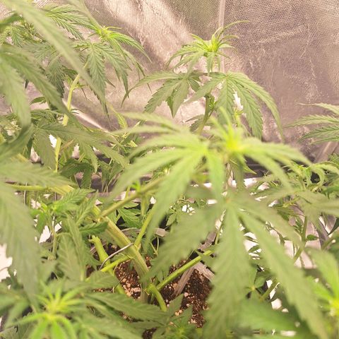 Bruce Banner Auto #1 growlog timeline photo