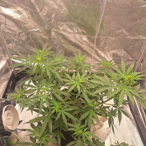 Bruce Banner Auto #1 growlog timeline photo