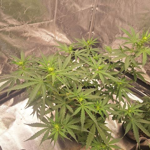 Bruce Banner Auto #1 growlog timeline photo