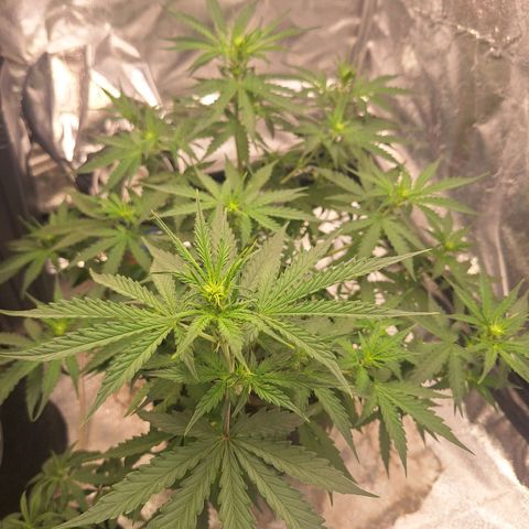 Bruce Banner Auto #1 growlog timeline photo