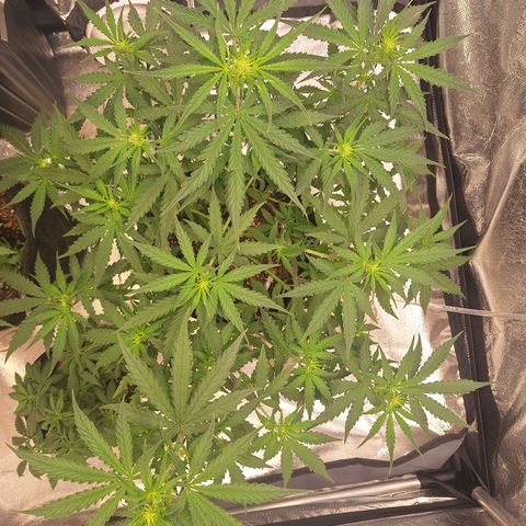 Bruce Banner Auto #1 growlog timeline photo