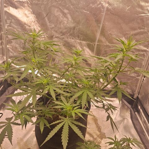 Bruce Banner Auto #1 growlog timeline photo