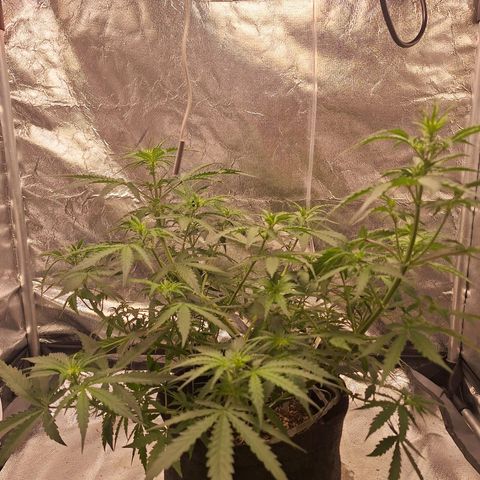 Bruce Banner Auto #1 growlog timeline photo