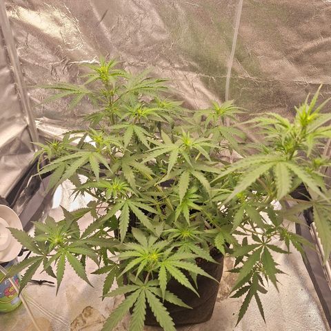 Bruce Banner Auto #1 growlog timeline photo