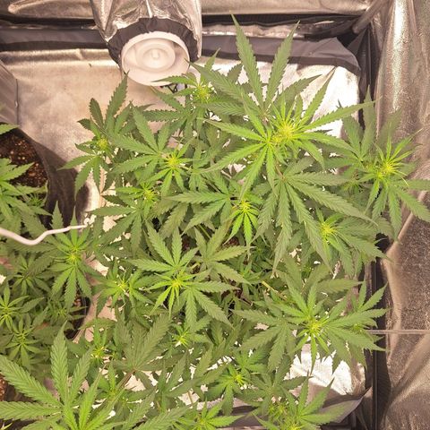 Bruce Banner Auto #1 growlog timeline photo