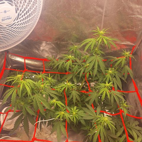 Bruce Banner Auto #1 growlog timeline photo