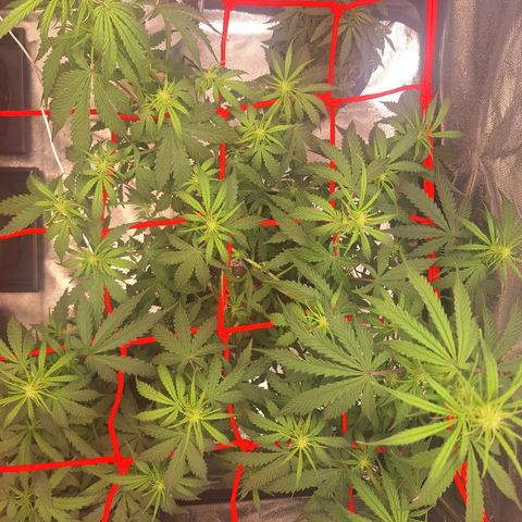 Bruce Banner Auto #1 growlog timeline photo