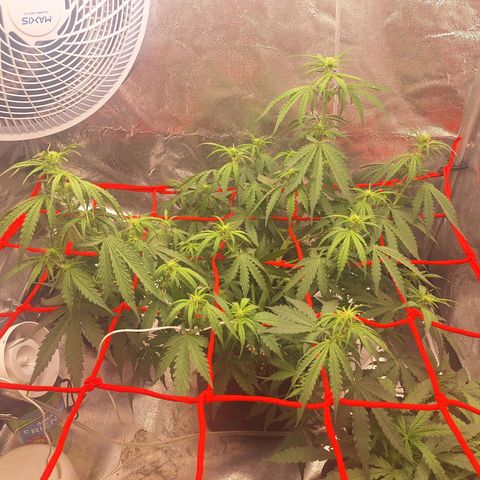 Bruce Banner Auto #1 growlog timeline photo