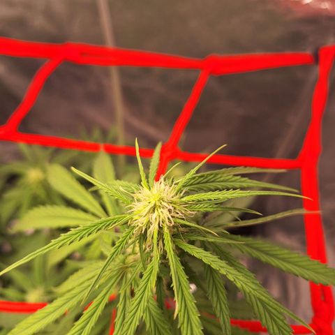 Bruce Banner Auto #1 growlog photo: 19:43
30o C
52% umidade