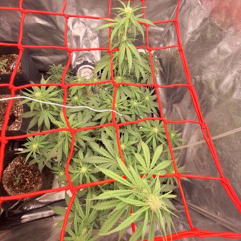 Bruce Banner Auto #1 growlog photo: 19:43
30o C
52% umidade
