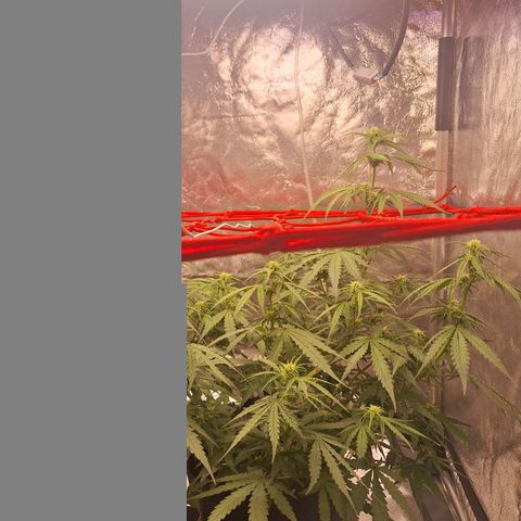 Bruce Banner Auto #1 growlog photo: 19:43
30o C
52% umidade