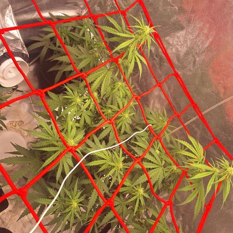 Bruce Banner Auto #1 growlog photo: 19:43
30o C
52% umidade
