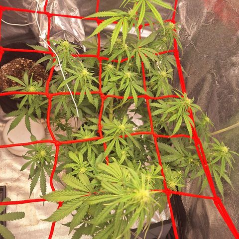Bruce Banner Auto #1 growlog timeline photo