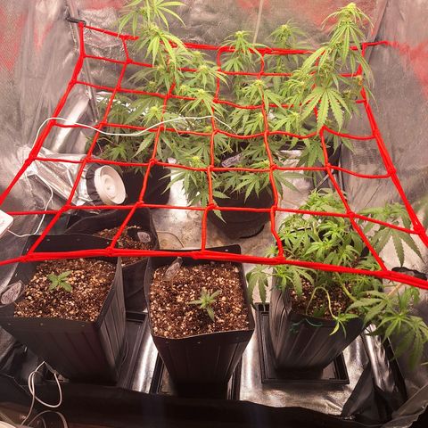 Bruce Banner Auto #1 growlog timeline photo