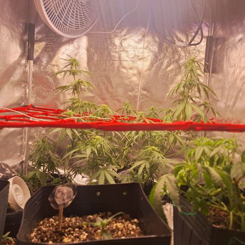 Bruce Banner Auto #1 growlog timeline photo
