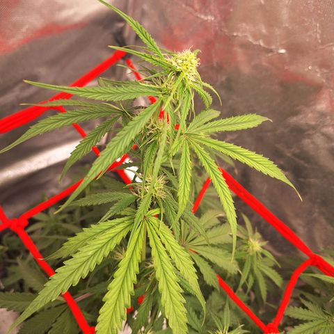 Bruce Banner Auto #1 growlog timeline photo