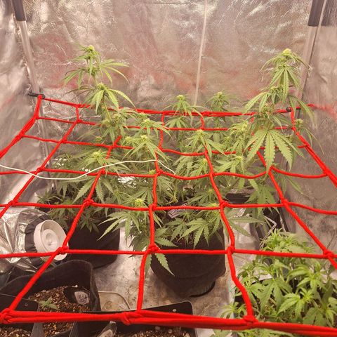 Bruce Banner Auto #1 growlog timeline photo