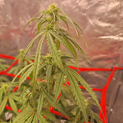 Bruce Banner Auto #1 growlog timeline photo