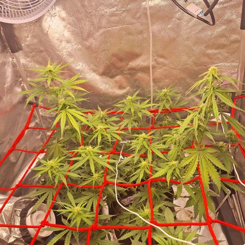 Bruce Banner Auto #1 growlog timeline photo