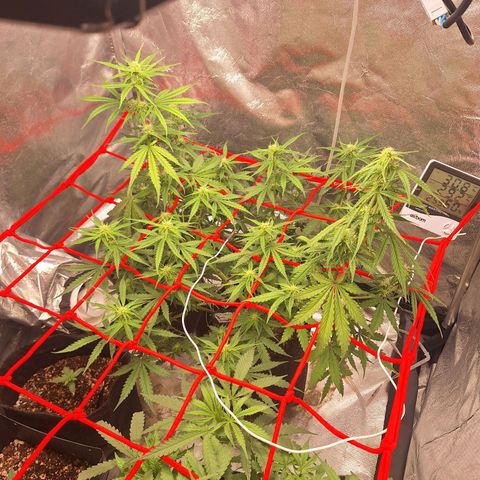 Bruce Banner Auto #1 growlog timeline photo