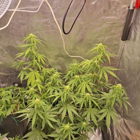 Bruce Banner Auto #1 growlog photo: Fotos após transplante de vaso.