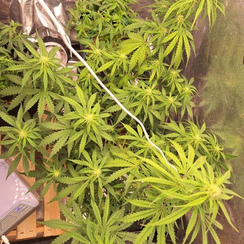 Bruce Banner Auto #1 growlog photo: Fotos após transplante de vaso.