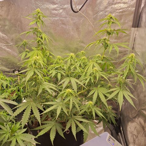 Bruce Banner Auto #1 growlog photo: Fotos após transplante de vaso.