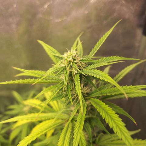 Bruce Banner Auto #1 growlog timeline photo