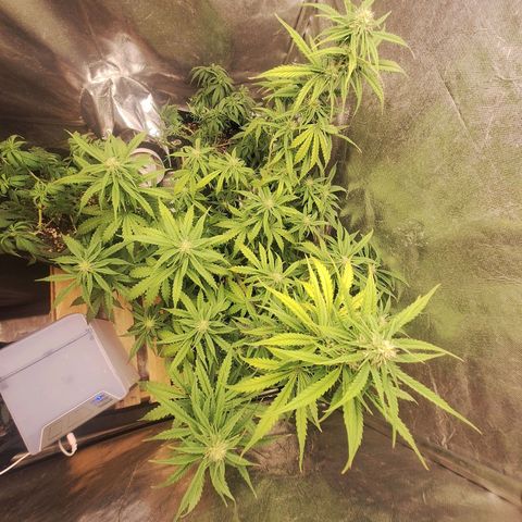 Bruce Banner Auto #1 growlog timeline photo