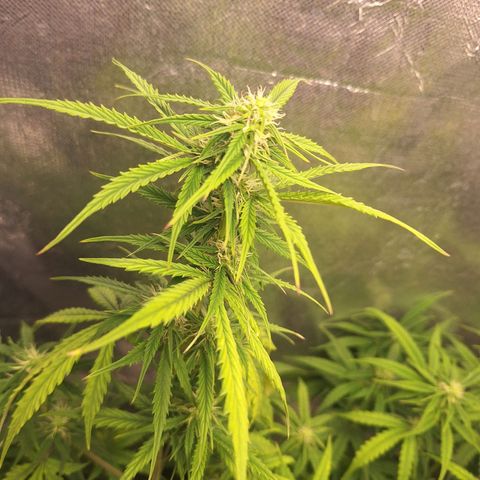 Bruce Banner Auto #1 growlog timeline photo