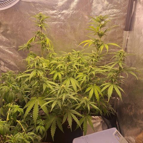 Bruce Banner Auto #1 growlog timeline photo