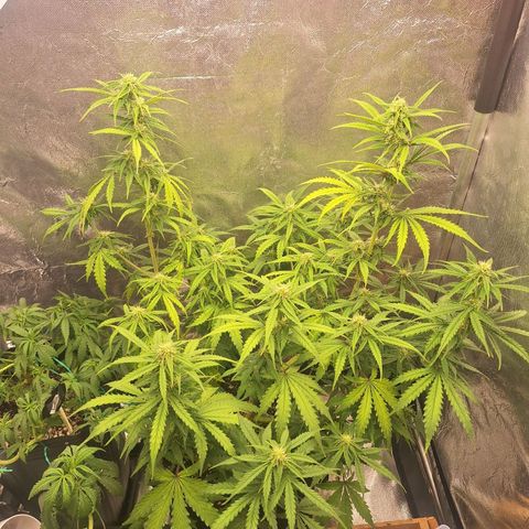 Bruce Banner Auto #1 growlog timeline photo