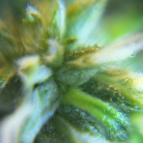 Bruce Banner Auto #1 growlog timeline photo