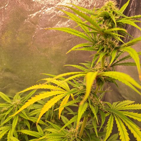 Bruce Banner Auto #1 growlog timeline photo