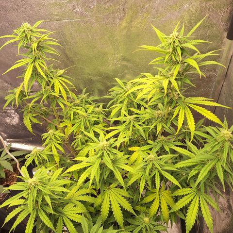 Bruce Banner Auto #1 growlog timeline photo
